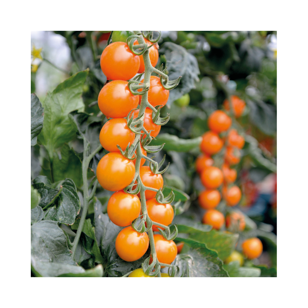 Halifax Seed Company - Tomato - Honeycomb (Seed)