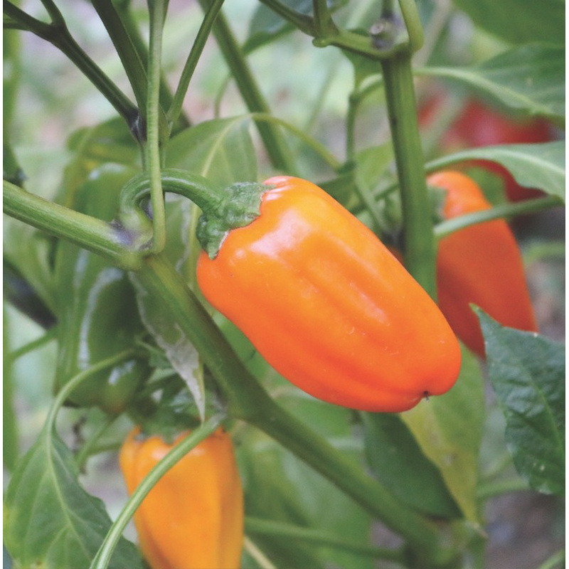 Halifax Seed Company - Sweet Pepper - Just Sweet (Seed)