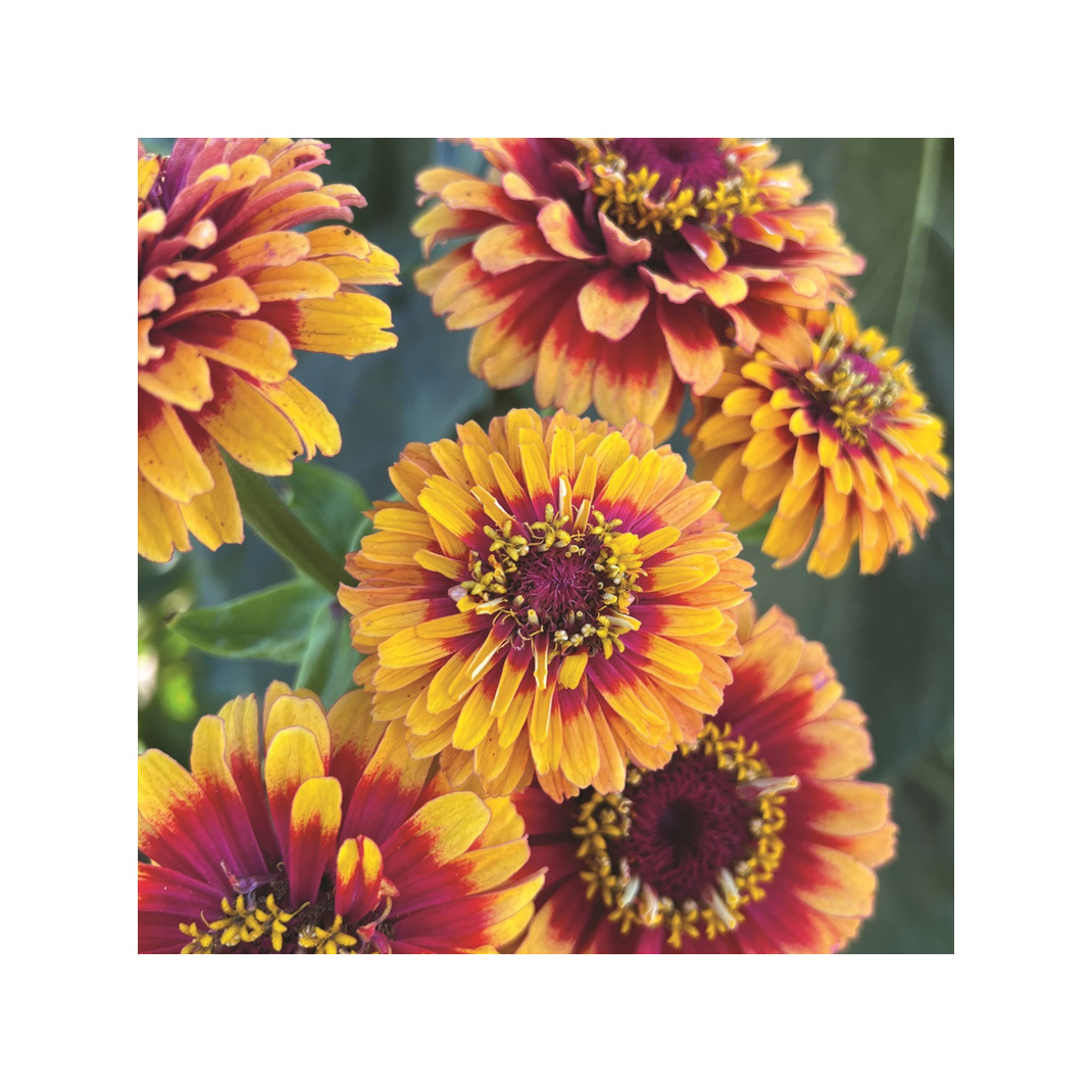 Halifax Seed Company - Zinnia - Macarenia (Seed)