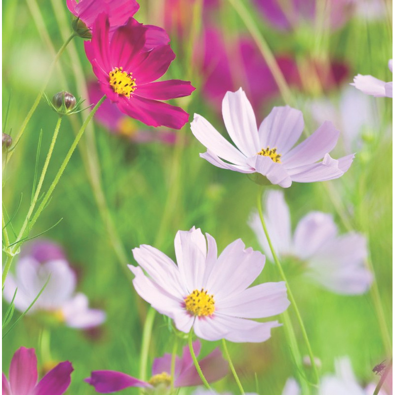 Halifax Seed Company - Cosmos - Sensation Giant (Seed)
