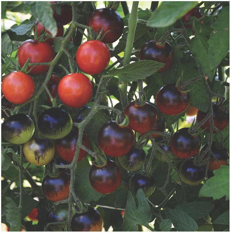 Halifax Seed Company - Tomato - Midnight Snack (Seed)
