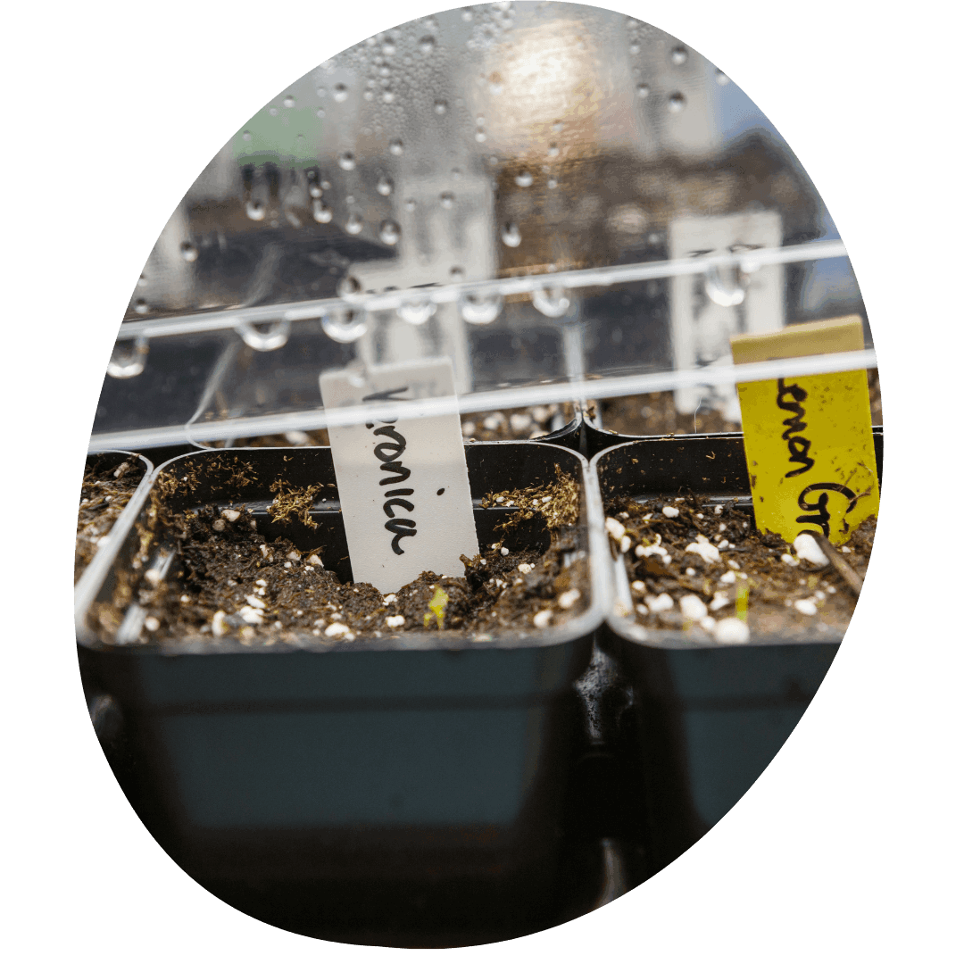 Seedling tray under a clear plastic dome