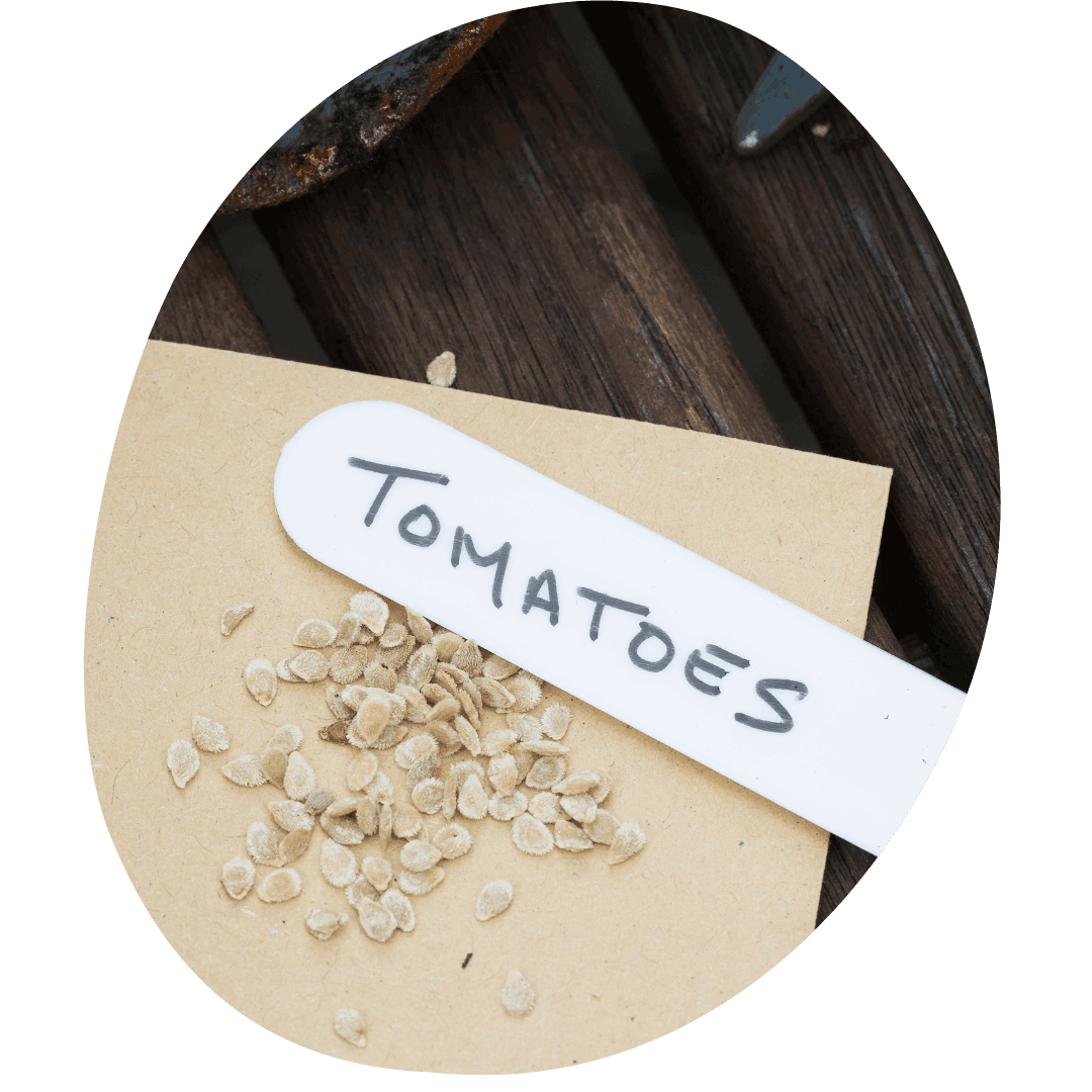 Tomato seeds next to a white plastic label