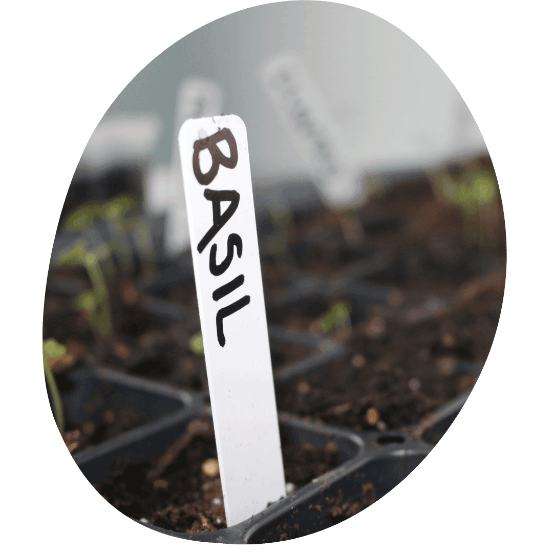 Seedling cell sheet with white plastic label