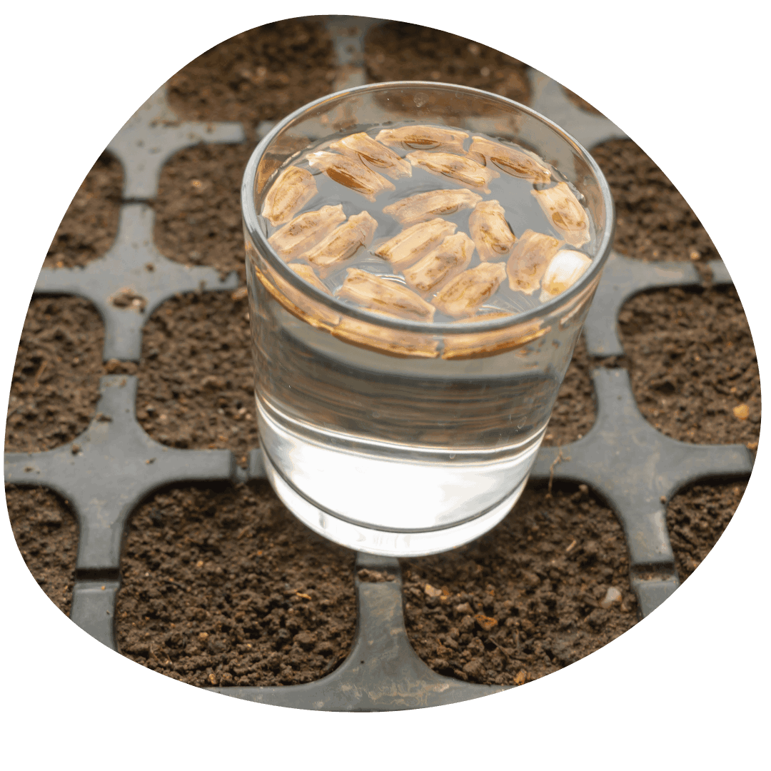 Seeds soaking in a glass of water