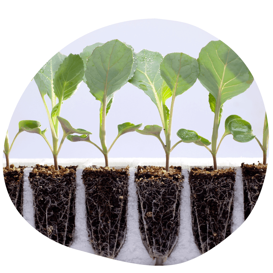 Seedlings with visible roots