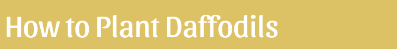 How to Plant Daffodils