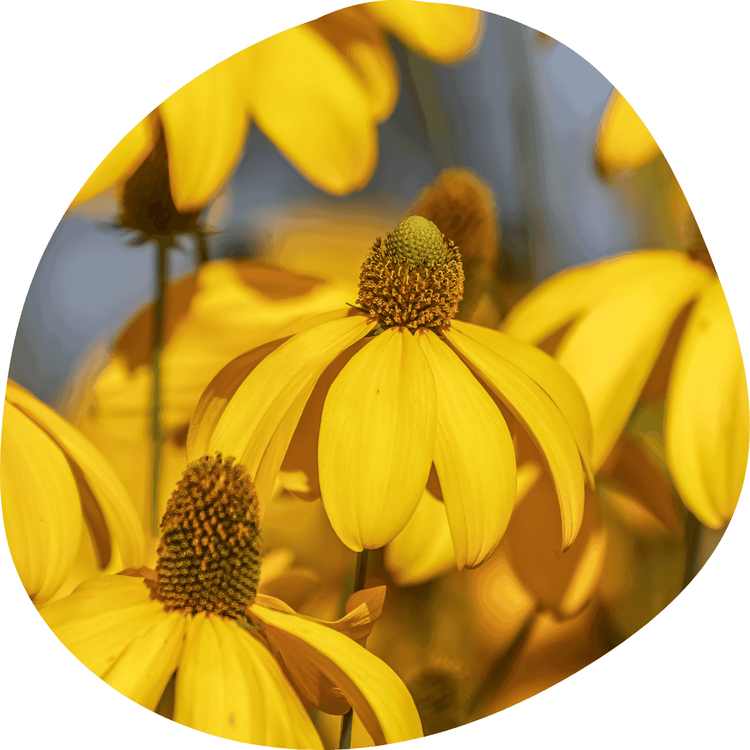 Yellow Cut-Leaved Coneflower Blooms