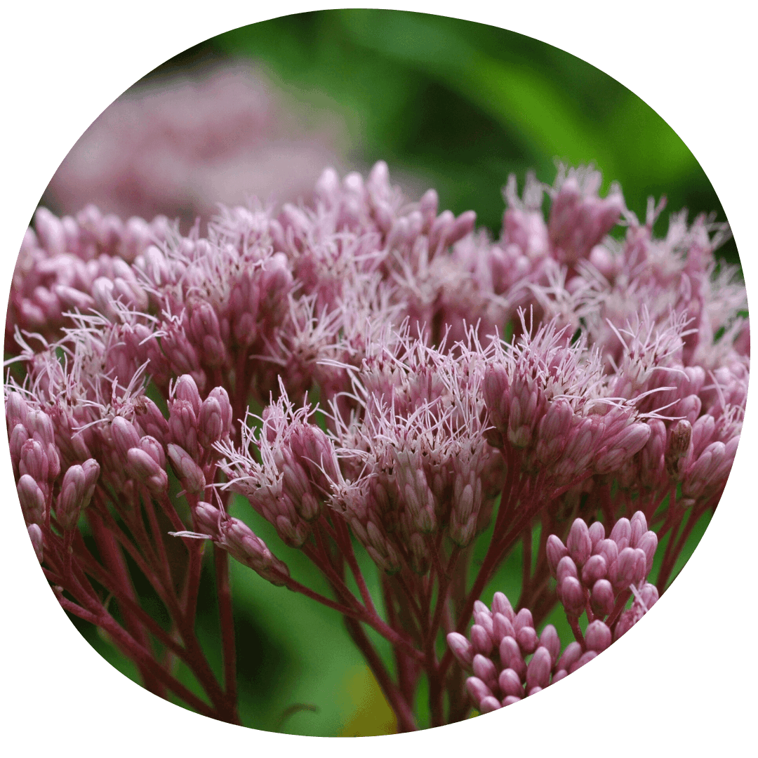 Pink Joe-Pye Weed Blooms