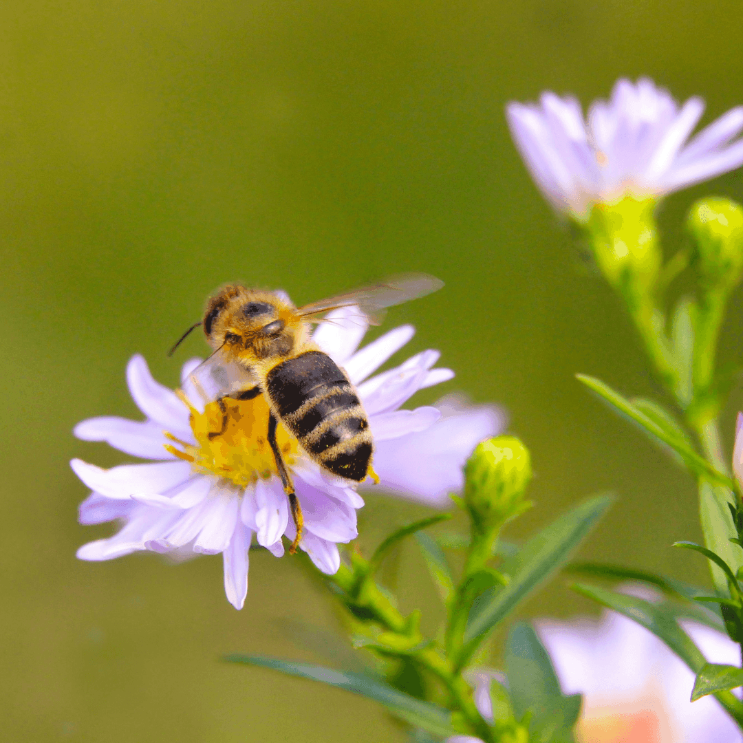 Honebee on purple flower