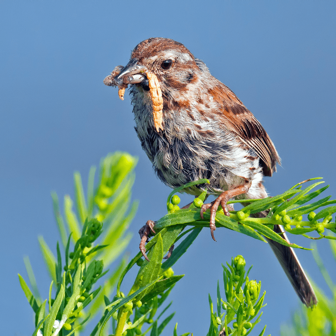 Sparrow holding an insect