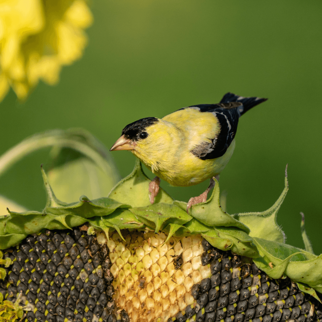 Goldfinch on sunflower