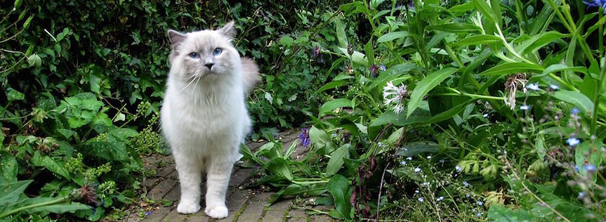 How to address garden pests, part three: cats and dogs
