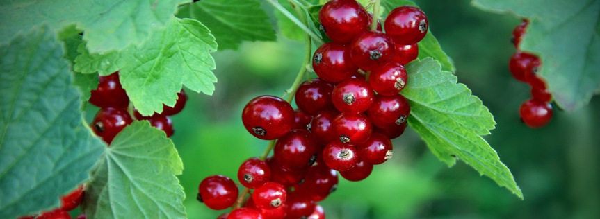 How to Grow Currants & Gooseberries