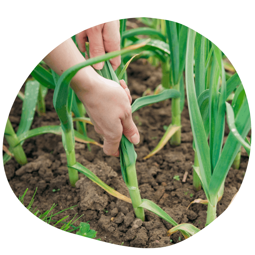 Pulling garlic foliage