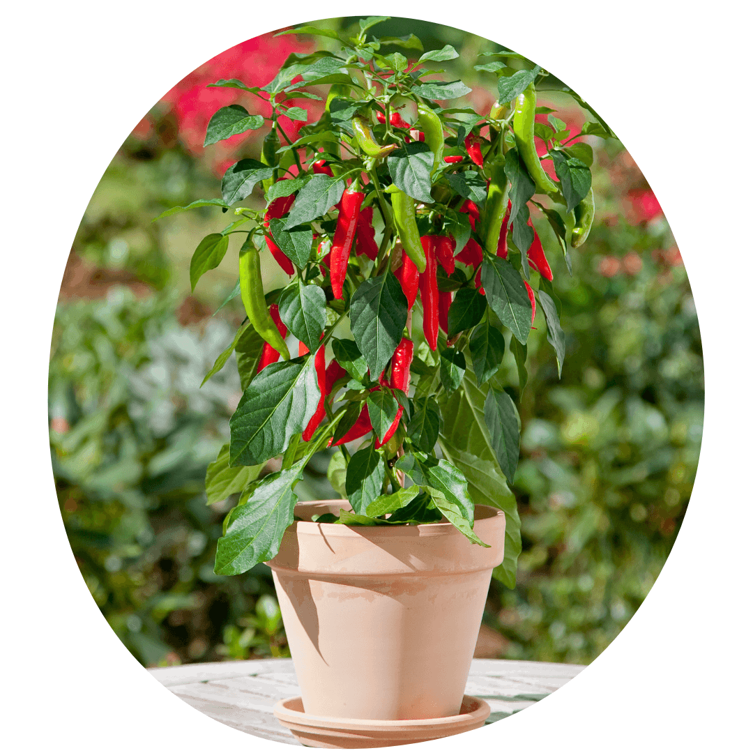Pepper plant in terracotta container