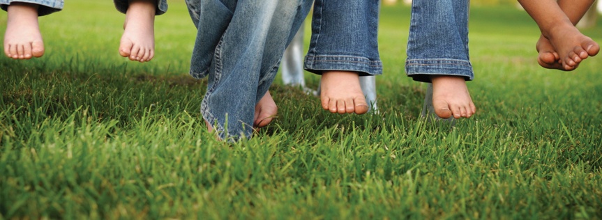 Lawn Care: How to Maintain a Lush, Green & Healthy Lawn