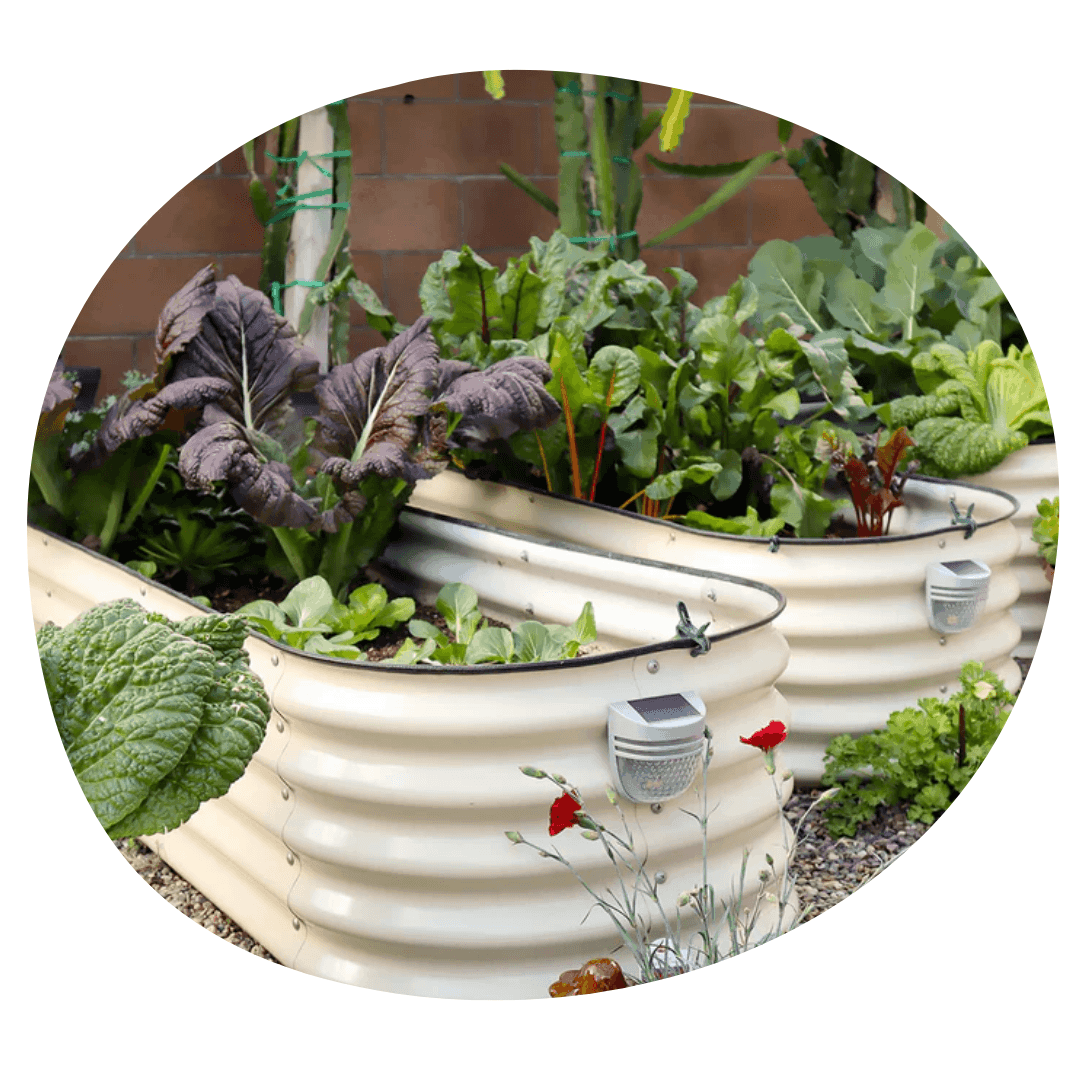 Vego garden metal raised beds with leafy greens