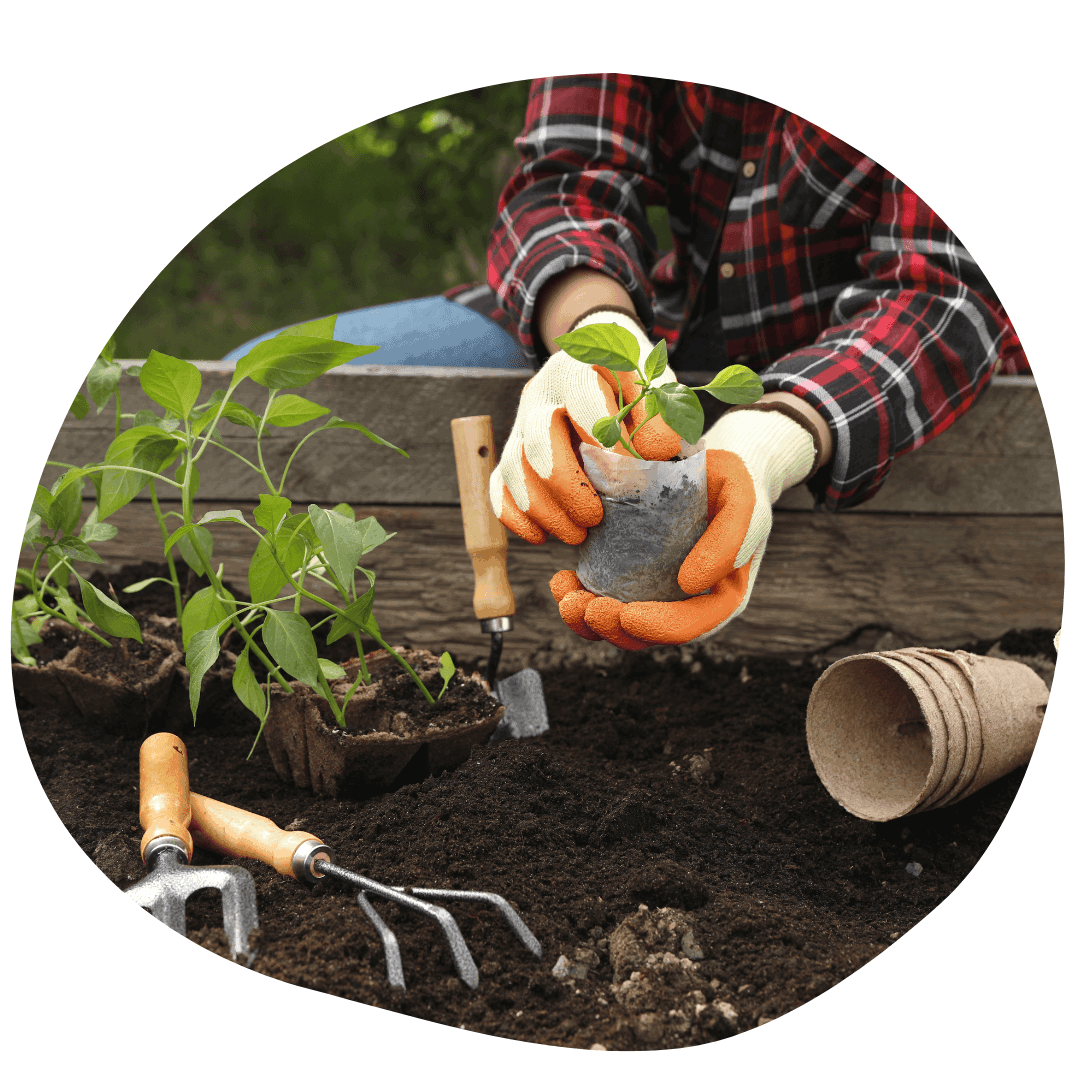Person holding seedling above garden bed with garden supplies surrounding