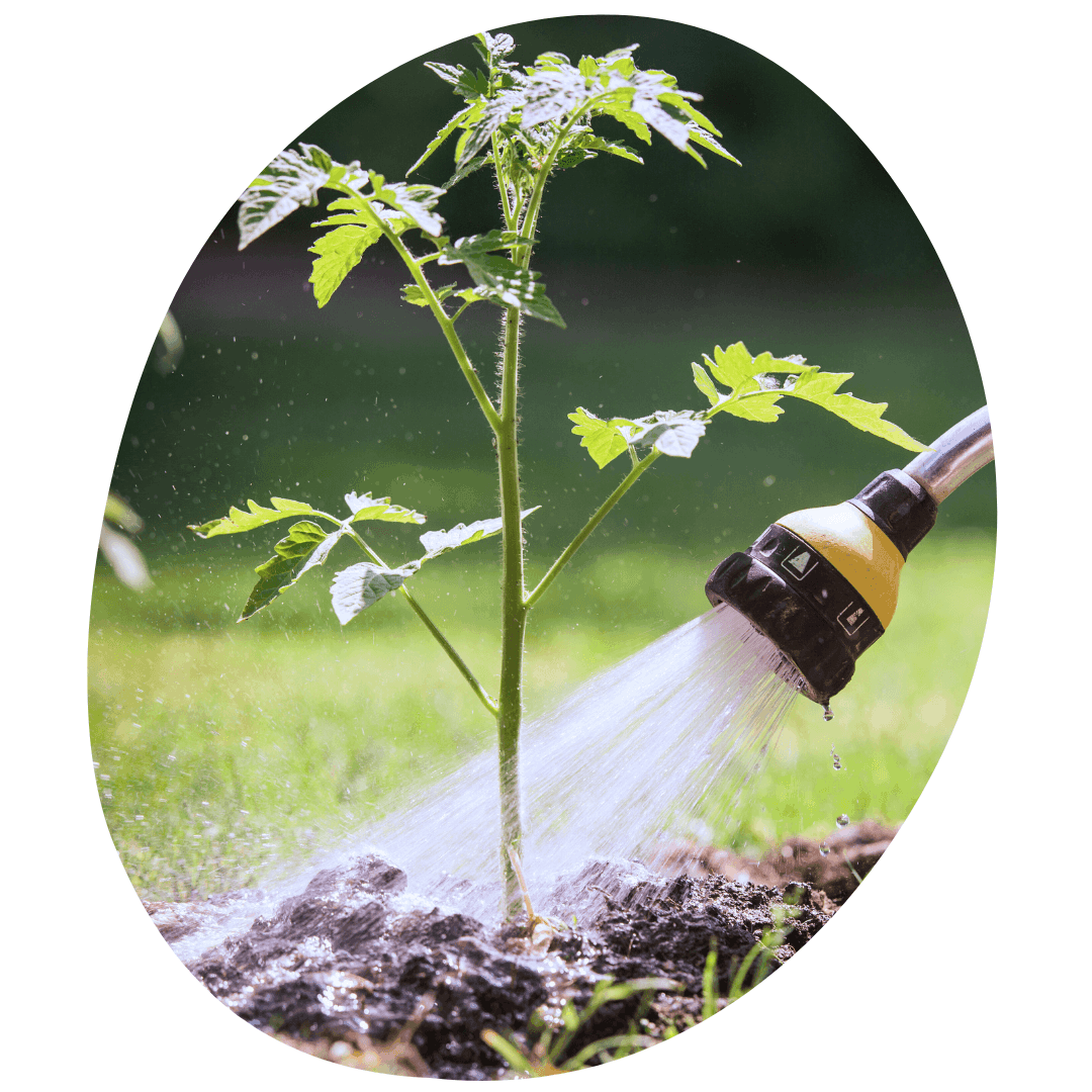 Hose with yellow end watering tomato transplant in garden