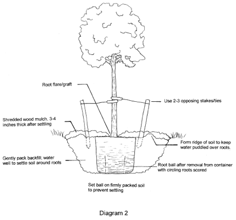 Tree planting diagram
