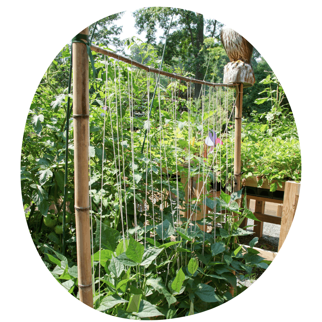 Beans growing up wooden trellis with twine