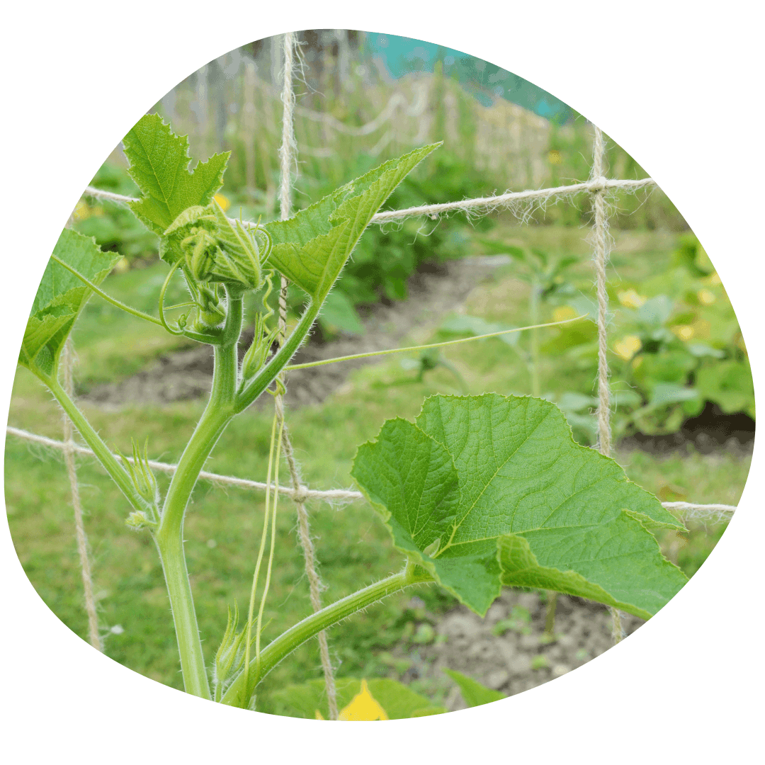 Cucumber vine climbing trellis net