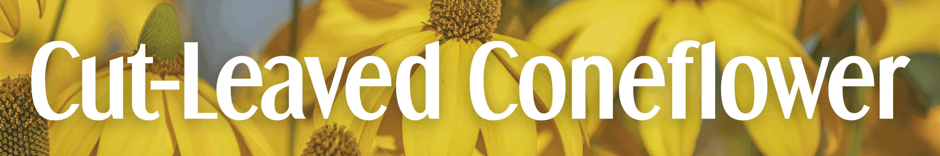 Cut-Leaved Coneflower