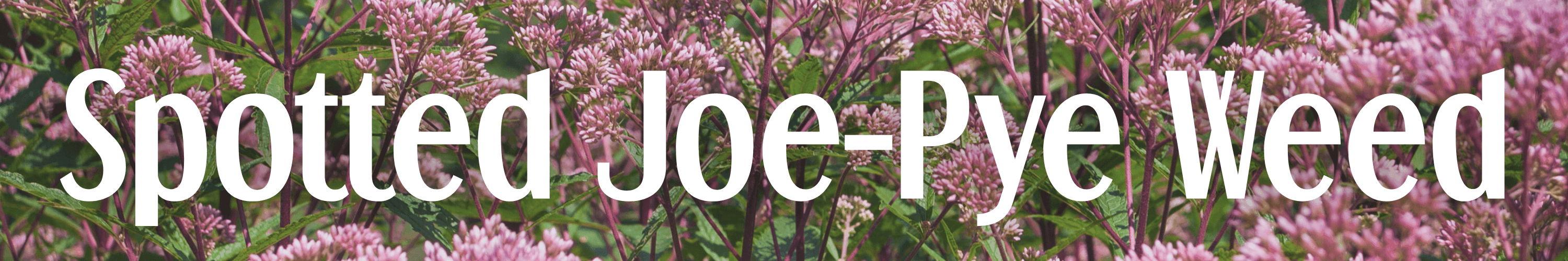 Spotted Joe-Pye Weed
