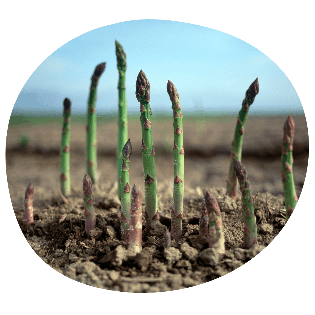 Asparagus plants in soil