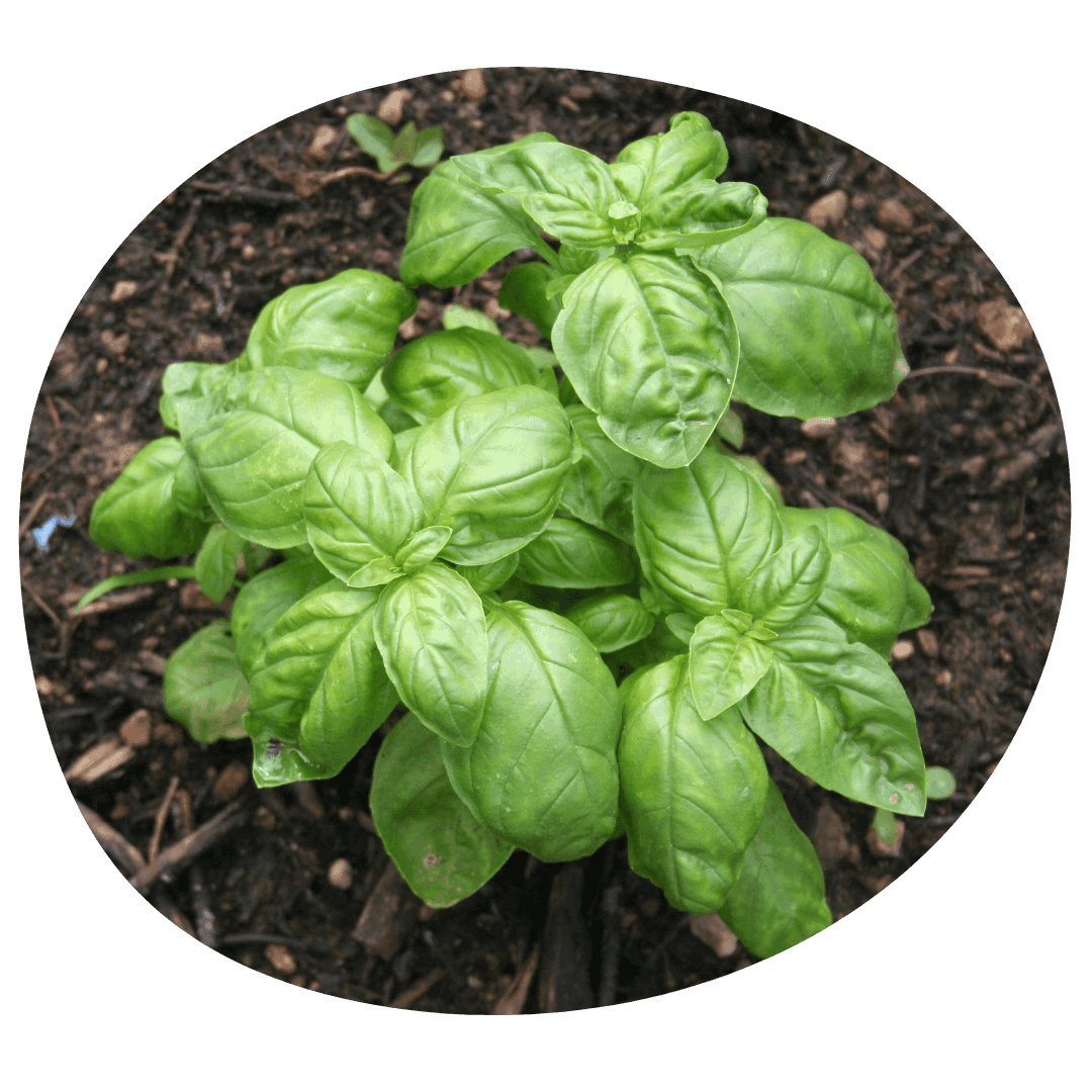 Basil plant