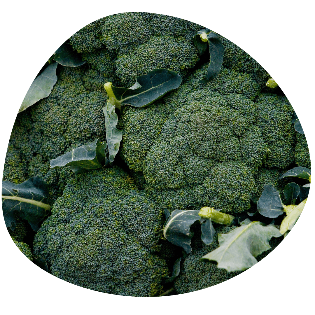 Broccoli plants
