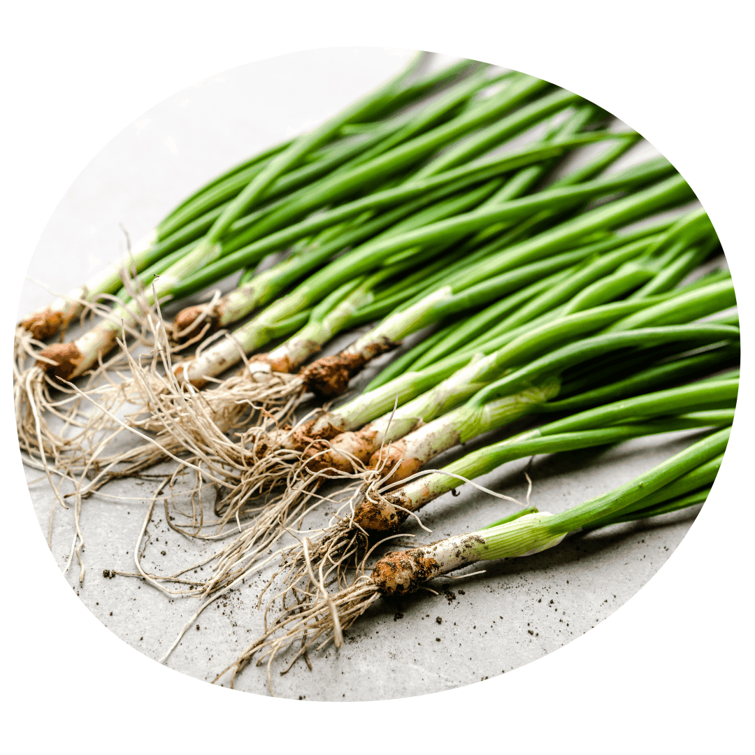 Spring Onion Bunch