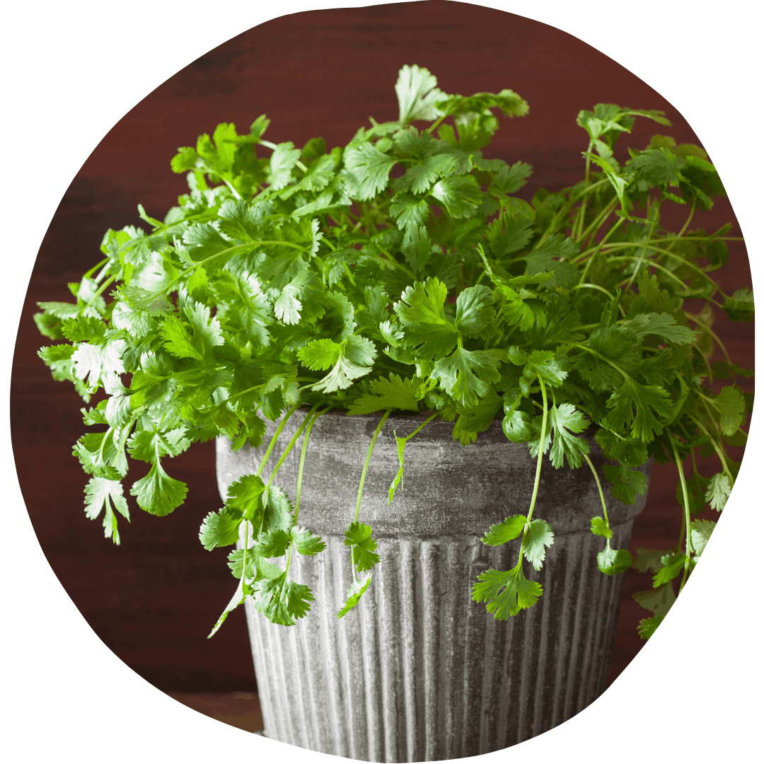 Cilantro plant