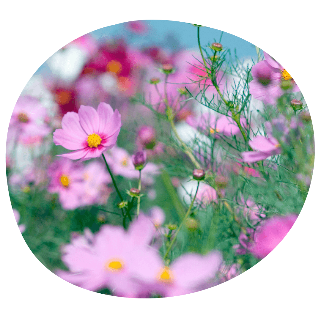 Field of pink cosmos flowers