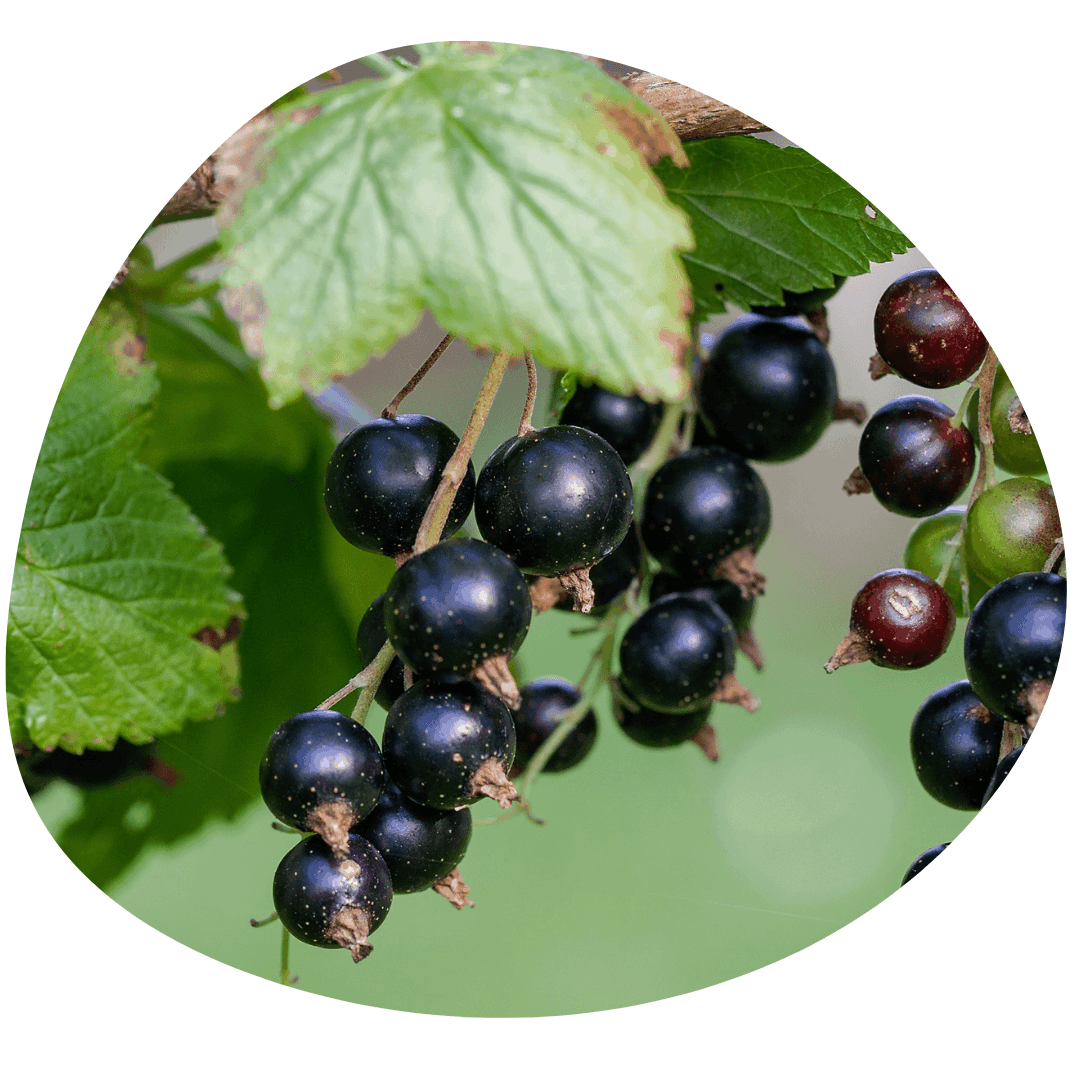 Red currant