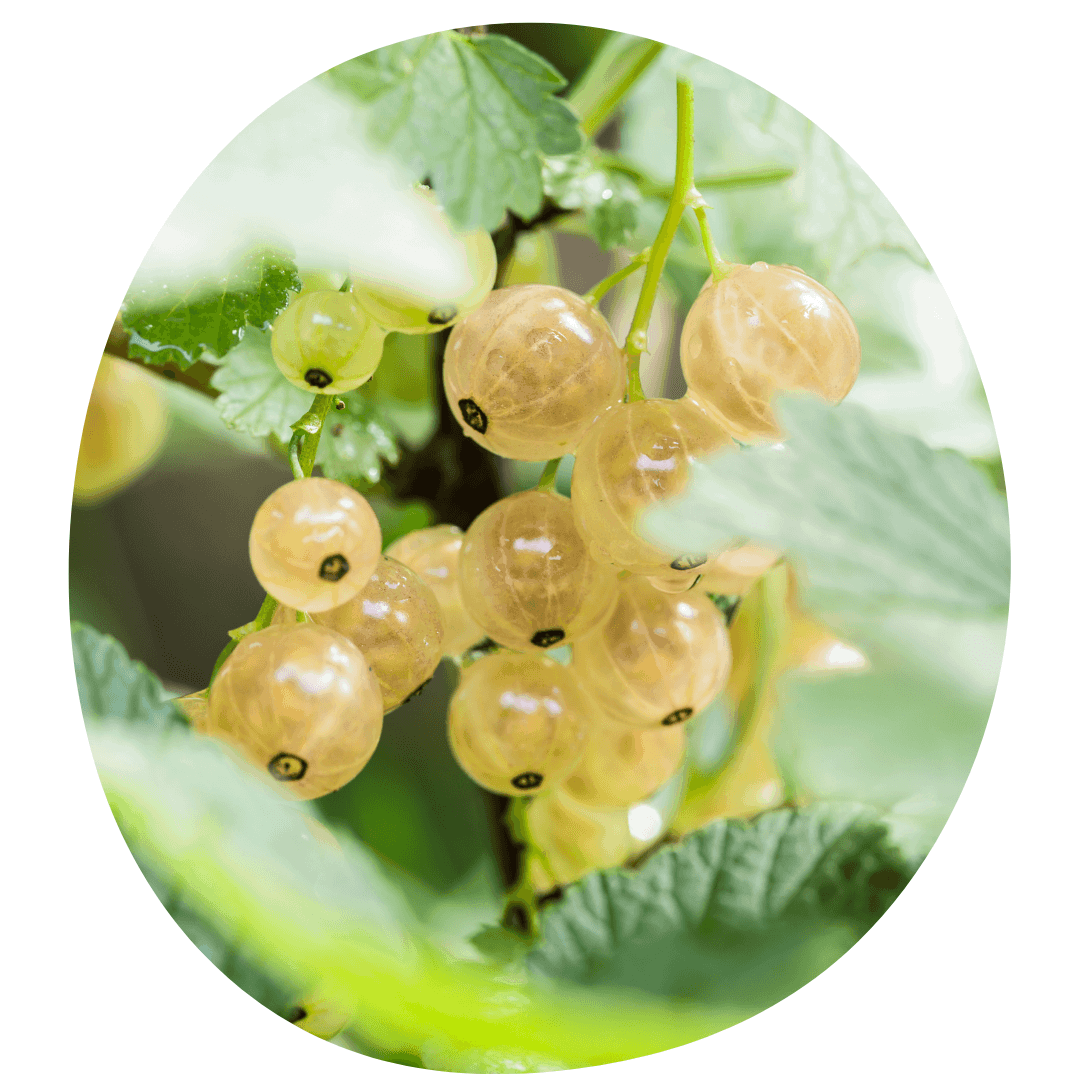 White currant