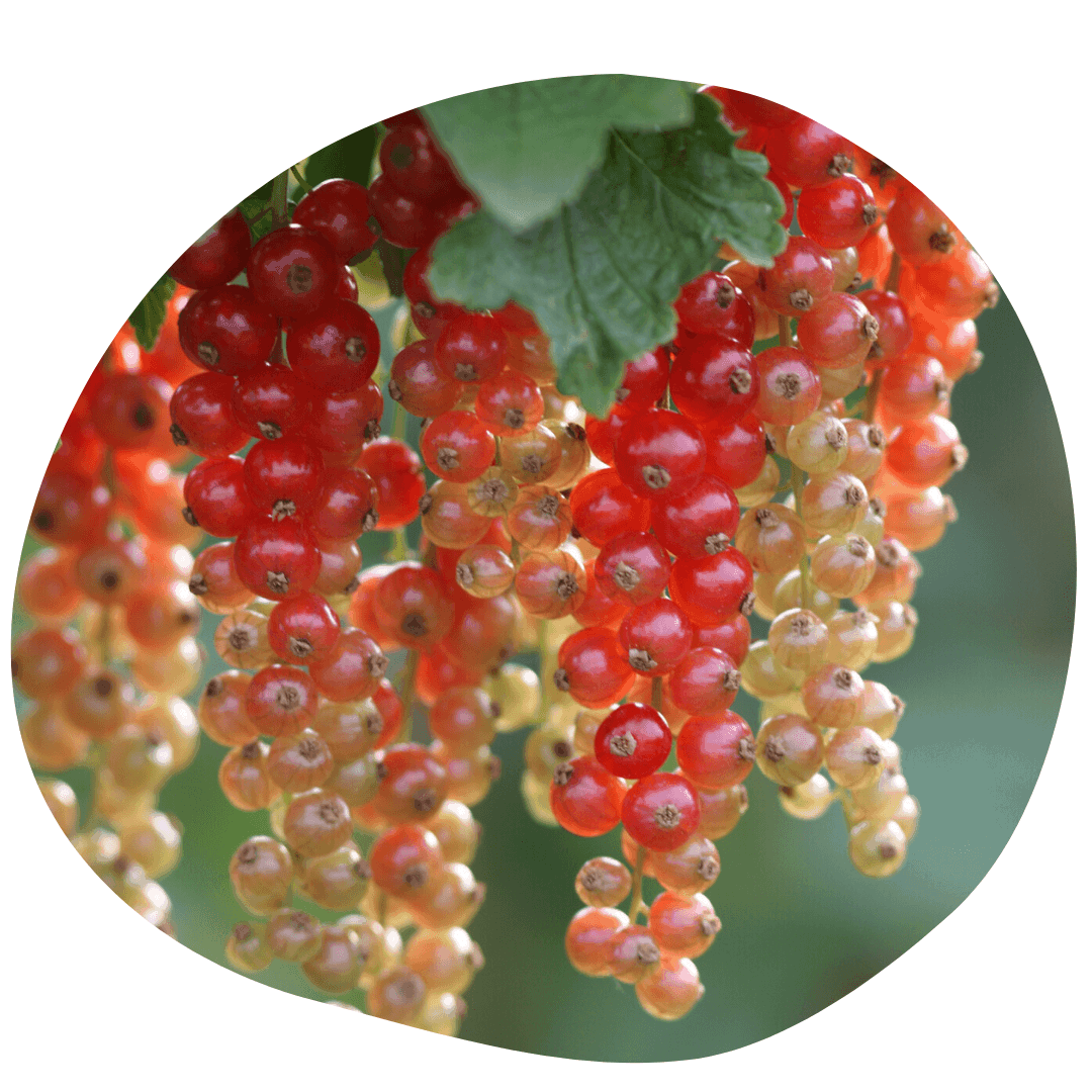 Red currant