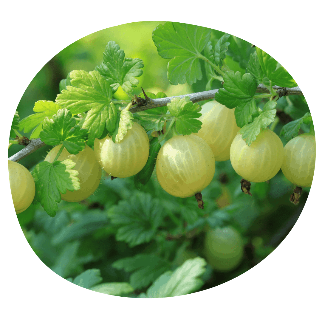 Green gooseberry