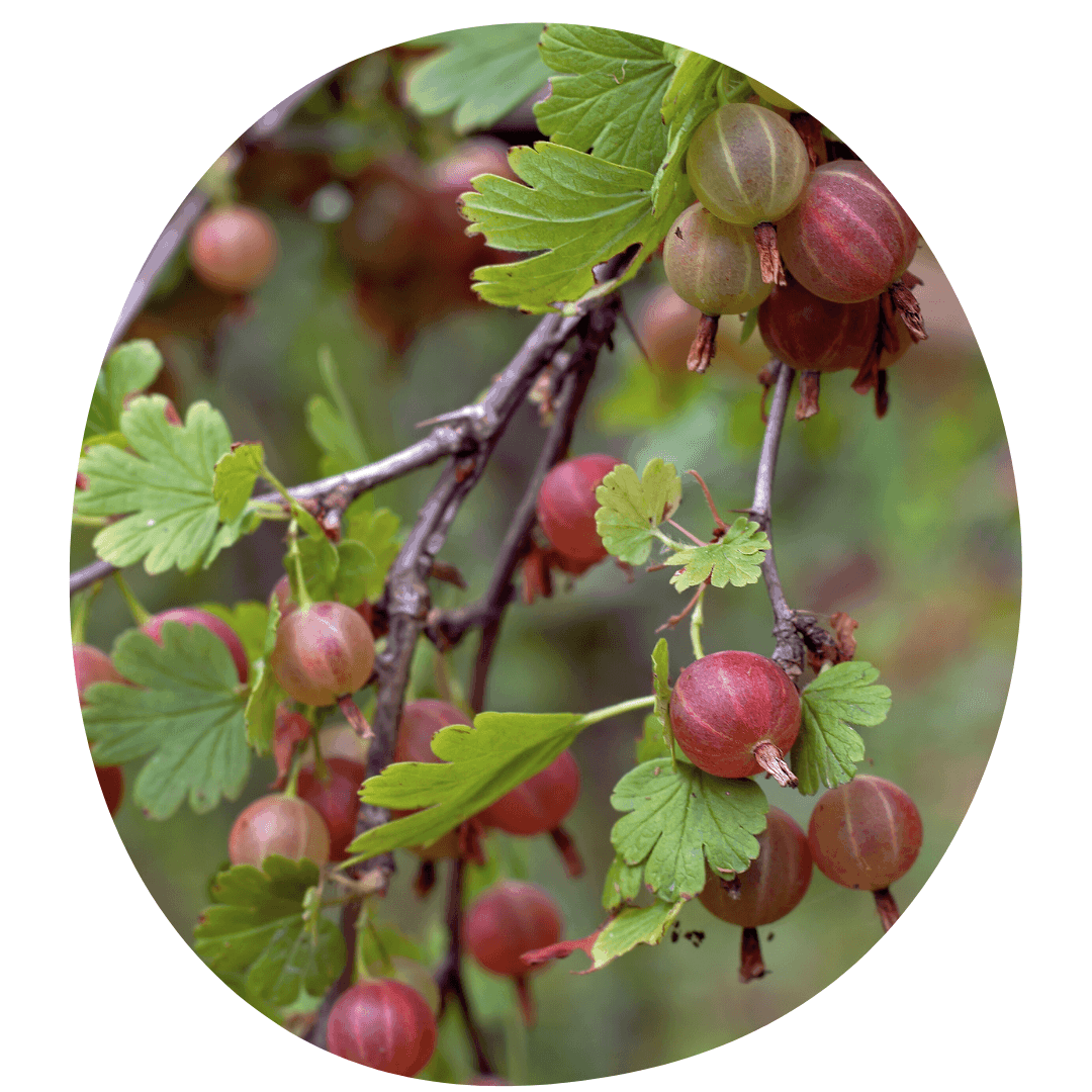 White gooseberries