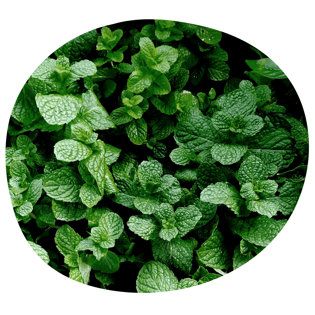 Mint plant