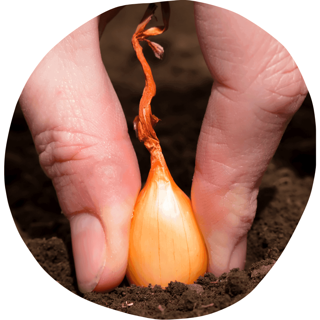 Red Onions
