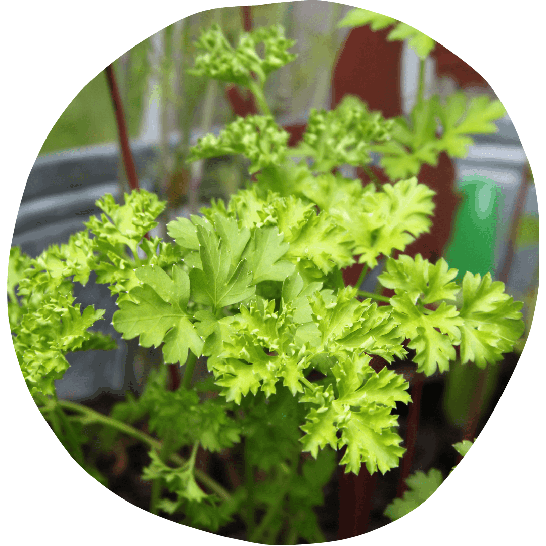 Parsley plant