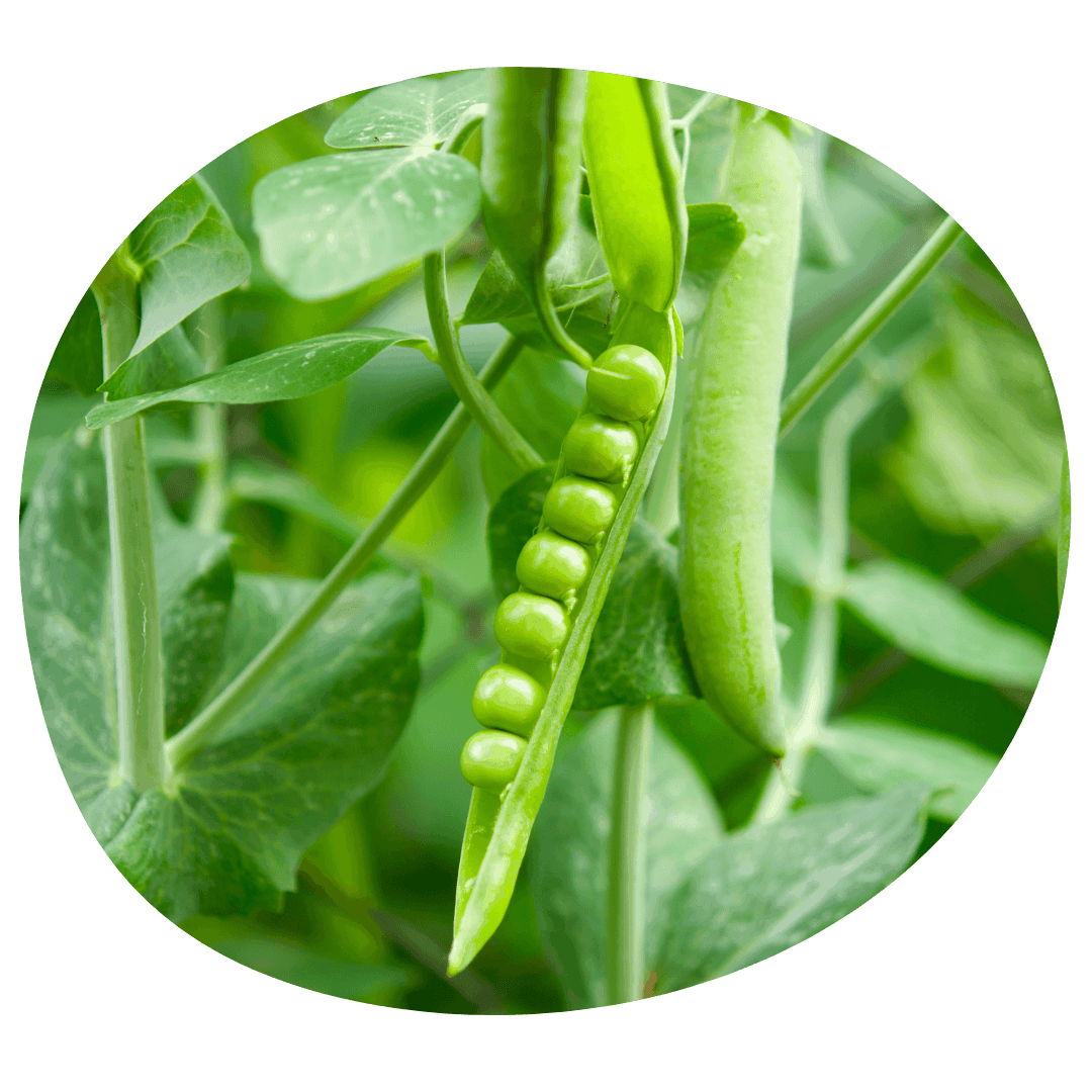 Pea Pods