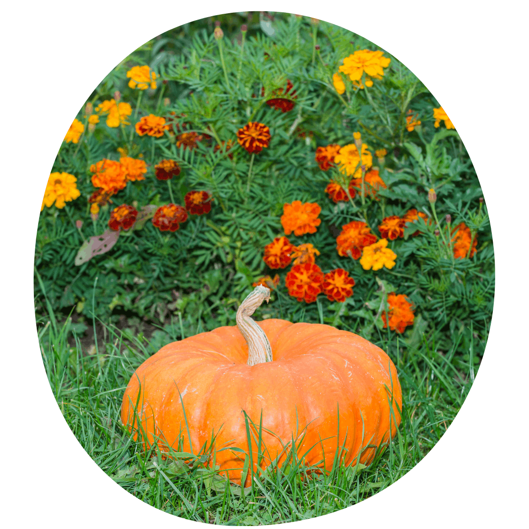 Pumpkin