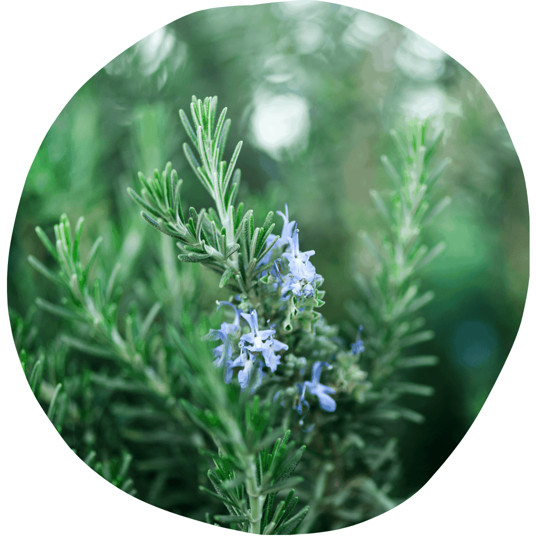 Rosemary plant