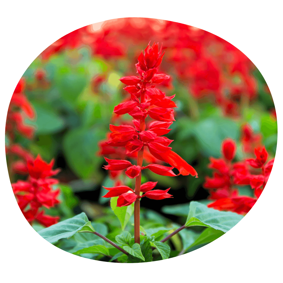 Red salvia image