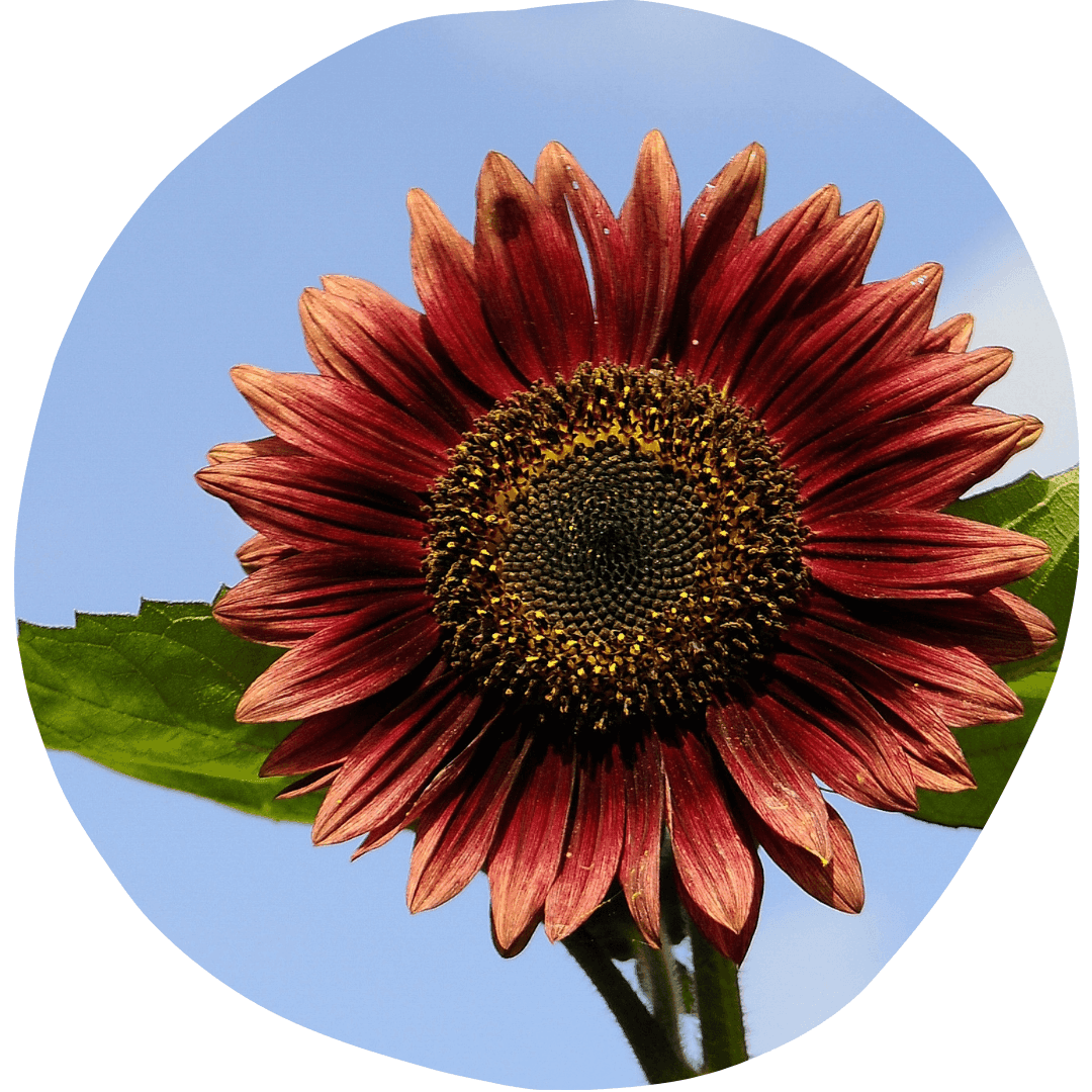 Red sunflower again a blue sky