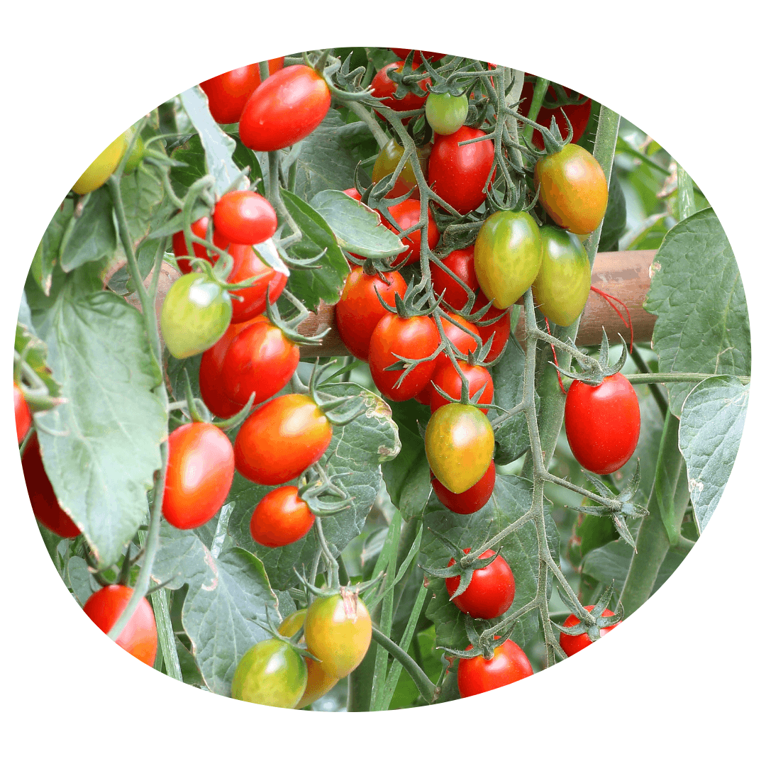 Tomatoes On A Vine