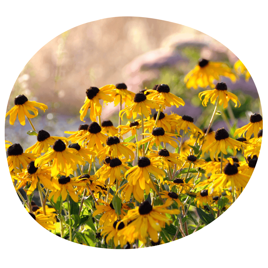 Rudbeckia plants